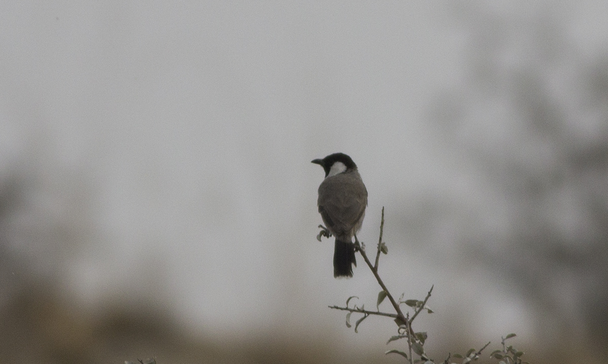 White-eared Bulbul